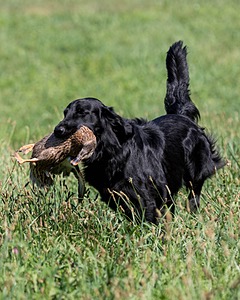 Cooper Westcot
