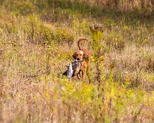 Marsha Wilcox's Pete