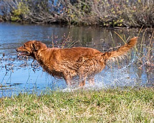Gunner Haberman