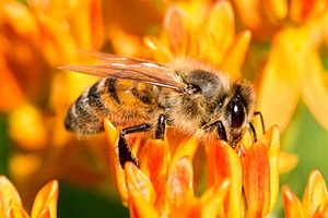 Bee, Amesbury, MA