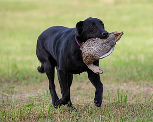 Sneak Carpenter