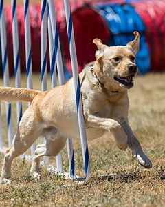 20160618-CCKC-1611.jpg