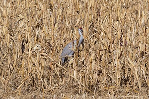 20151206-2177.jpg