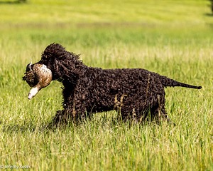 Ghillie