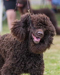05 - GCH WATERFORD'S TROUBLE BREWING