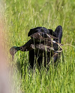 Ranger Schuko