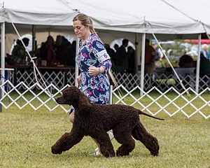 06 - CH POOLE'S IDE TEQUILA MOCKINGBIRD (Birdie)