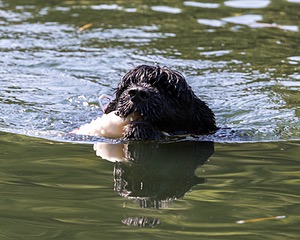 Liza Brogan