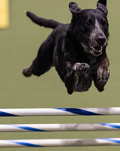 Tara Lelli