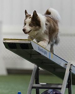 Furgus Standish