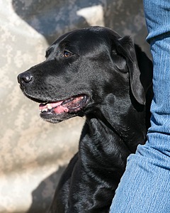 Daisymae
