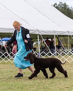 06 - CASTLEHILL'S WICKEDLY CUTE JOLENE CGCA TKP RAE B