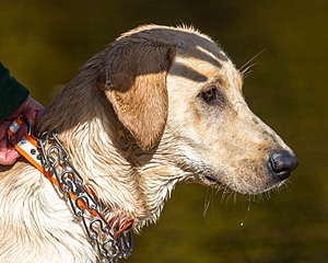 Scout Luongo
