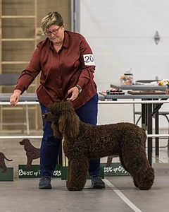 204 - CH Brekkon’s Brown Eyed Girl At Flintcrest DJ CGC TKN FTI