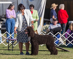 17 - GCH CHANTICO'S SHELTER FROM THE STORM RN XF MX CD RA AXJ (Reef)