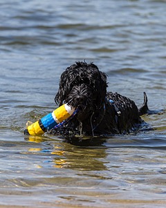 Gabi Robinson