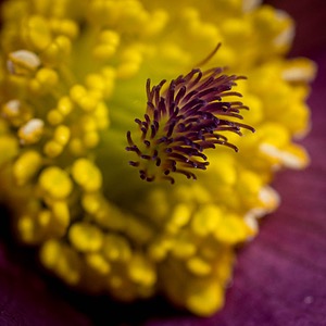 Pulsatilla, Massachusetts