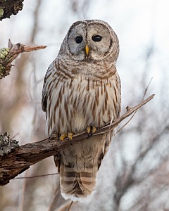 Barred Owl, Plum Island, Massachusetts