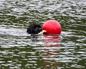 Boaty Bellicose