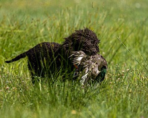 Ghillie Kezer