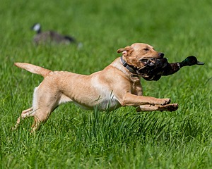 20170603-SHRL-1054.jpg