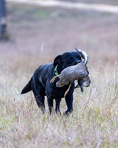 Ruger Harrelson