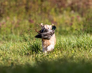 Ghillie Deresienska