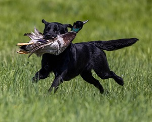 Duke Doyon