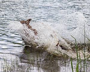 20170603-SHRW-1685.jpg