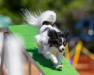 20160618-CCKC-0552.jpg