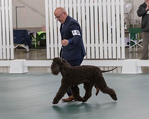 66 - GCH CH BLACKTHORN'S KEEVA CROMPTON AX AXJ XF RN CGC (Keeva)