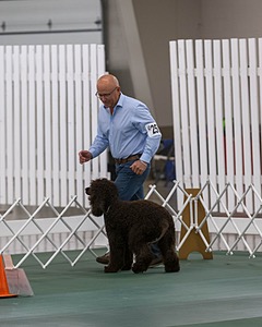 2502 - CH BLACKTHORN'S LASS THAT LOVES A SAILOR IN WICKLOW RE RN CGC (Calypso)