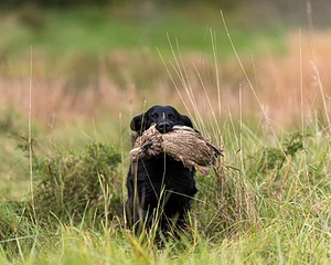 Otter Young