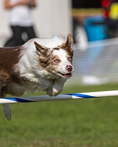 Furgus Howard