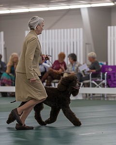 40 - GCH POOLE'S IDE BONNIE BROOK CD RE CGC (Bonnie)