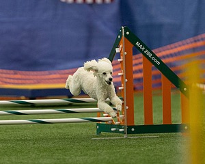 20150321-LEAP-1551.jpg