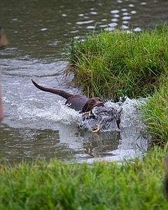 Ditch Schweitzer