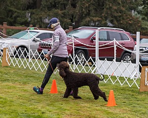 2207 - CH ARROYO ROSE BY ANY OTHER NAME NA NAJ NF SWN (Darcy)