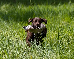 Hershey Mizak