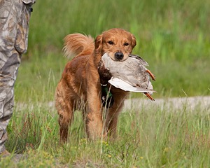 UCD SHR Sand Dancer's Windfall JH CDX
