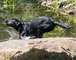 Josie