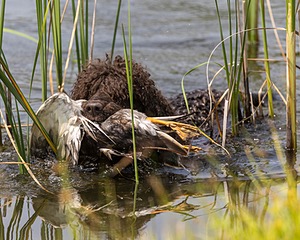 Ghillie Kezer
