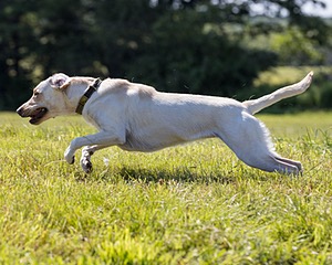 Murphy Wotton