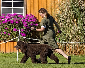 11 - GCH CH BREKKON'S FIRST MARK BN RN CGC TKN (Hunny)