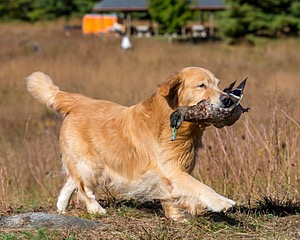 Opie McGee