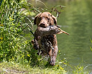 Poacher Bellanceau