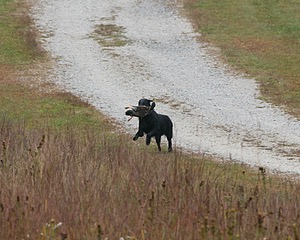 Gunner