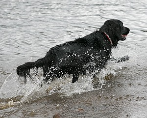 Apollo