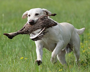 Baby's Kansas Brush Buster
