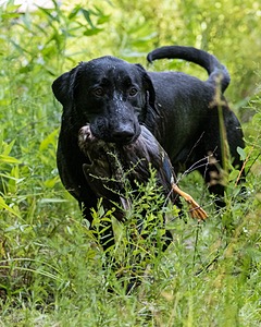 Mowgli